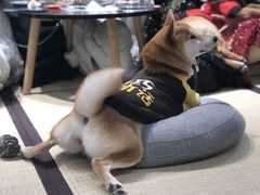 -逗柴咖啡屋·狗咖猫咖宠物桌游