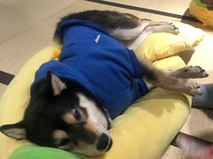 -逗柴咖啡屋·狗咖猫咖宠物桌游