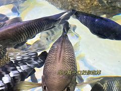 -上海海洋水族馆
