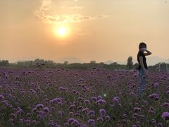 -北京东方普罗旺斯薰衣草庄园