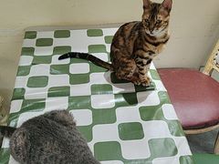-猫小院猫主题餐厅(南锣旗舰店)