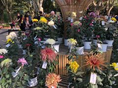 -上海共青森林公园