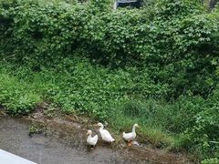 -Local泰莲庭(虹鳟鱼店)