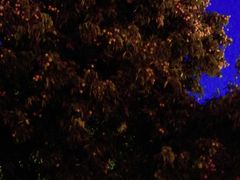 -爵士花园音乐酒吧餐厅