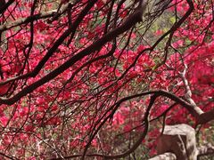 -木兰云雾山