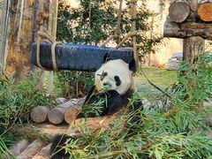 -上海野生动物园