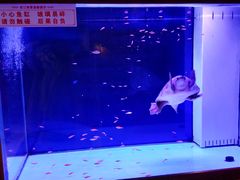 -老江南春·中国龙菜(衡山路店)