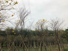 -天适樱花悠乐园