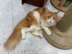 -喵园·猫主题咖啡厅·撸猫·猫咖(国贸店)