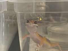 -酷以爬仙阁实体爬宠店·守宫·蜥蜴·专业繁育