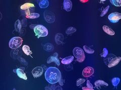 -海合安成都极地海洋公园