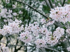 -高东镇樱花园