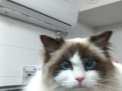 -艾贝尔宠物医院 ·中兽医·宠保定点(北门桥店)