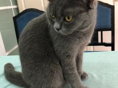 -鼓捣猫呢主题猫咖店