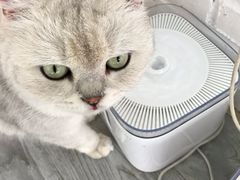 -喵屿·大理花园猫咖