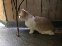 -猫色咖啡·猫咖