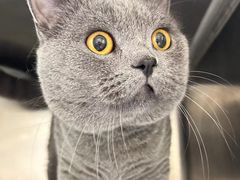 -宠颐生宠物医院外科·内科·皮肤科·影像科(石龙店)