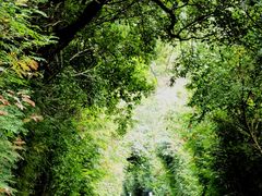 -华侨城湿地公园