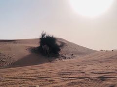 -迪拜沙漠冲沙