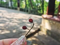 -江心屿景区