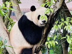 -成都大熊猫繁育研究基地