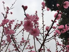 -秀丽东方