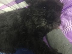 -爱派特动物医院·全科诊疗中心