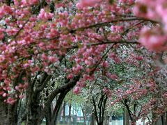 -莲花池公园