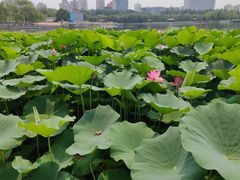 -莲花池公园