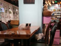 -猫小院猫主题餐厅(三里屯店)
