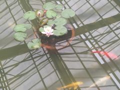 -上海鲜花港