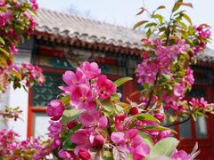 -海棠花溪(元大都城垣遗址公园)