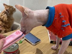 -藏猫猫咖啡主题馆(中央大道店)