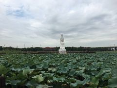 -荷塘月色湿地公园·向阳花洲