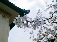 -武汉大学-樱园