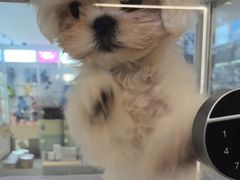 -翊宠yipet猫狗购宠庄园犬舍•猫舍