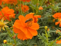 -春花秋色城市公园