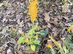 -广西壮族自治区药用植物园