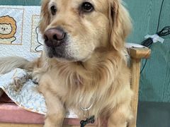 -严国平动物医院(德政总院)