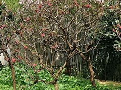 -南汇桃花村