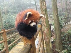 -都江堰中华大熊猫苑