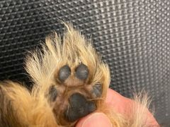 -comecome来吧宠物(奥克斯中心店)