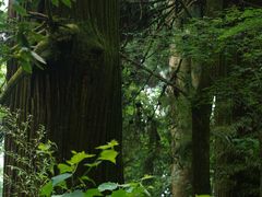 -天目山大树王景区