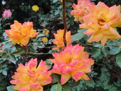 -永定河休闲森林公园