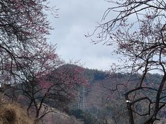 -新建村梅花