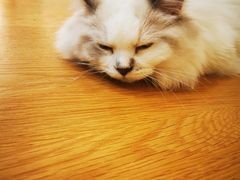-滚猫咖啡·猫咖·猫友好撸猫(未来城店)
