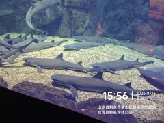 -烟台海昌鲸鲨海洋公园