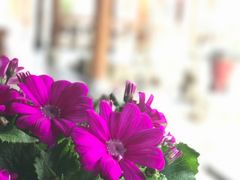 -不倒翁·徽天下名菜楼(马鞍山路店)