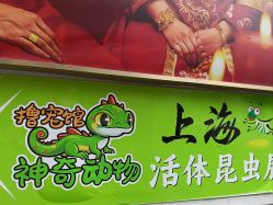 点击看大图 -神奇动物撸宠馆·羊驼·小浣熊·异宠(豫园店)