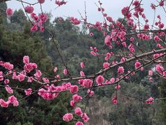 -黔灵山公园-南门售票处